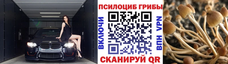 продажа наркотиков  Южа  Псилоцибиновые грибы Psilocybine cubensis 